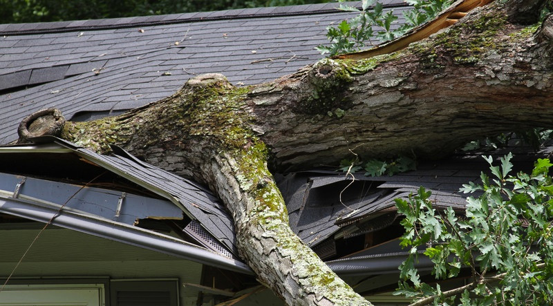 Roof Damage from Tree