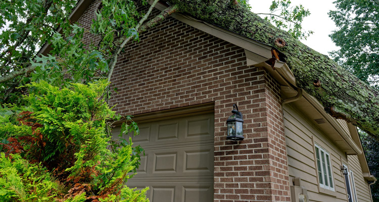 Large fallen tree resting on the roof and gutters of a brick house after a storm